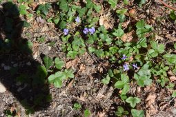 Bergklub: Grammel (575 m.ü.M.)